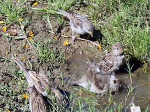 Sıcaktan bunalan kuşlar su birikintilerinde serinliyor
