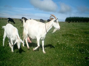 Keçi sütüne Araplardan büyük ilgi