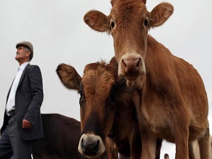 Kurban Bayramı'nda 'hidatik kist' hastalığına dikkat