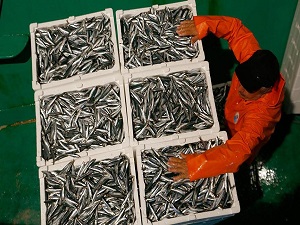 Marmara'da balık bereketi