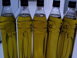 Çinliler Ayvalık'ta zeytin topladı, yağ üretti