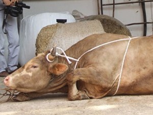 Büyükbaş hayvanı iki kişi nasıl yatırırsınız?