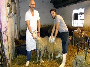 Almanya'da kurbanlıklarını alan Türkler bayramı bekliyorlar