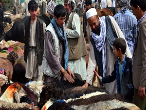 Afganistan'da kurbanlık fiyatları el yakıyor