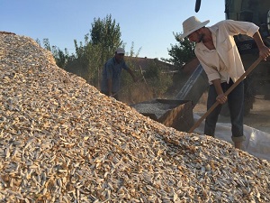 Tarlada 4, markette 15 lira