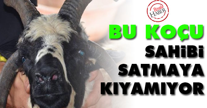 Bu koçu sahibi satmaya kıyamıyor