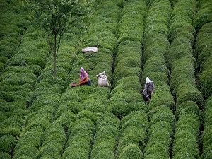 Yaş çay alımlarında rekor