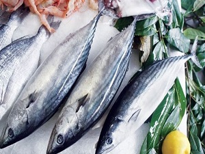 Palamut, balıkçıların beklentisini karşılayamadı