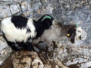 Açlıktan ölmek üzere olan keçi ve yavrusu kurtarıldıdı