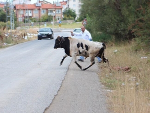 Kaçan kurbanlıklar sahiplerine ve görevlilere zor anlar yaşattı