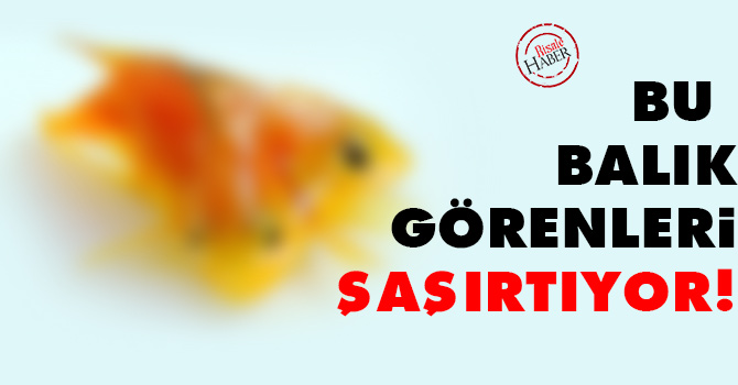 Bu balık görenleri şaşırtıyor!