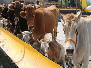 Kurban satışları devam ediyor