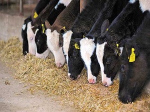 Doğu ve Güneydoğu bölgesi hayvancılığın lokomotifi