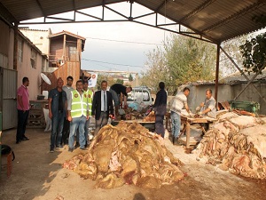 Bilinçsiz kurban kesimi yüzünden deriler tahrip oluyor