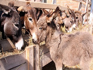 Bir kilo sütle astım ve bronşite son