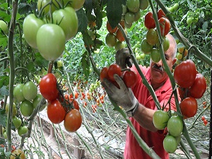 Mutfağımızın vazgeçilmezi domatesin faydaları ve zararları!