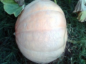 Bayramiç'te 52 kiloluk bal kabağı yetiştirildi