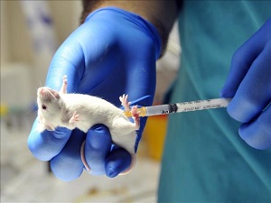 Transgenik fare ile tam insan antikoru tabanlı ilaç üretimi