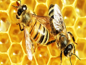 Ceylan: 'Arı ürünlerinde tüm hastalıklara karşı çare var