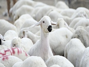 Vatandaşın kurbanlık tercihi küçükbaş oldu