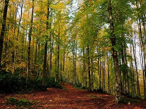 'Türkiye'nin iğne ve geniş yapraklı ağaç kaybı yüzde 18'e geriledi'