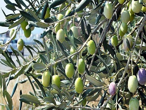 Zeytin'de bu sezon artış bekleniyor