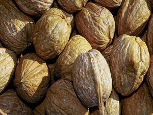 Kaman cevizinin hasadı başladı