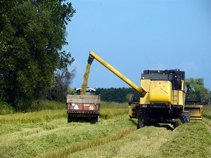 Çeltik üreticisi mutlu