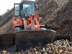 Şeker pancarının tatlı yolculuğu başladı