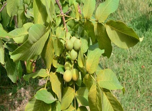 Serada Aşılı Ceviz Projesi meyvelerini verdi