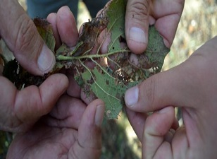 Fındık üreticisinin 'kelebek' tedirginliği