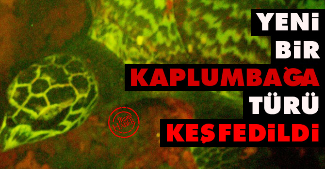 Yeni bir kaplumbağa türü keşfedildi