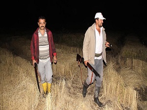 Çeltik tarlasında müzik eşliğinde domuzla mücadele