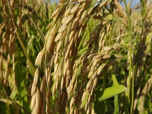 Çeltik üreticisi fiyattan memnun değil