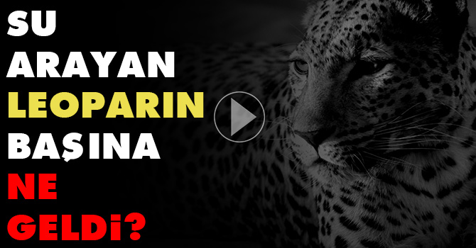 Su arayan leoparın başına ne geldi?