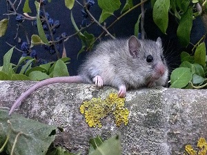 Nesli tükenen fare türü için seferberlik