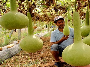 Su kabağı tuzlu ortamlarda karpuza anaçlık edecek