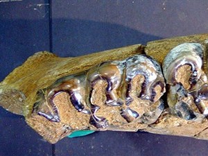 Dinozorların yok olma sebebi bu olabilir