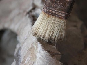 Çankırı'da 'kuyruklu kirpi fosili' bulundu