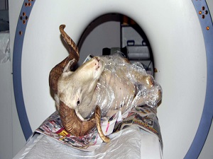 Felçli koça tomografi