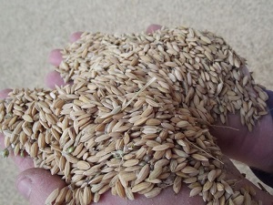 Çeltik üreticisi, yeni yerli tohum istiyor