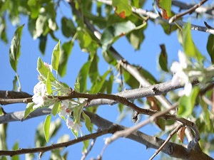 Ağaçlar sonbaharda çiçek açtı