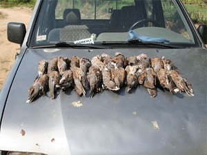 Kaçak avcılara ceza yağdı