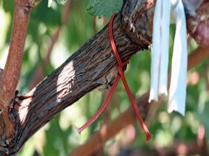 İznik üzümünün kalitesi biyoteknik mücadeleyle artacak