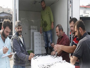 Palamut olmayınca hamsiye yöneldiler