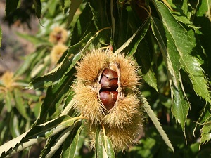 Sezonun ilk kestanesi 30 liradan alındı