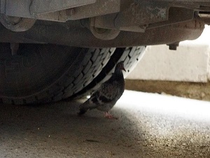 Sürücünün 'güvercin' hassasiyeti