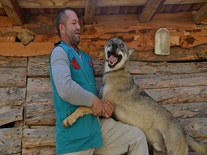 Yabanileşemeyen kurtlara merkezde bakılacak