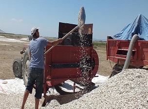 Papağan yemi' Avrupa'ya çerez oluyor