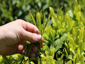 Beyaz çayın üretimi düştü